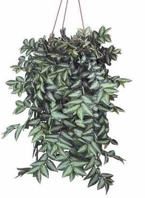 Pellionia repens sau alt fel de begonia